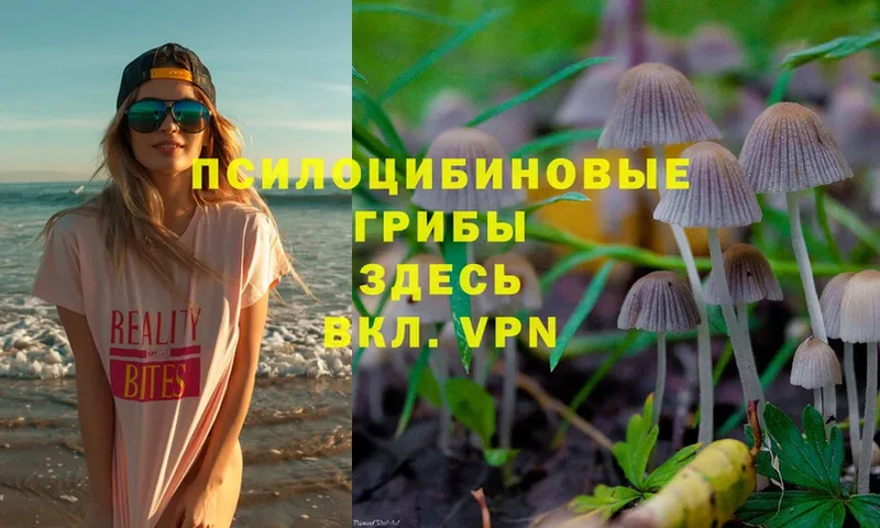 Псилоцибиновые грибы Cubensis  цена   Белоусово 